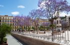 Jacaranda op Plaza de la Merced Malaga