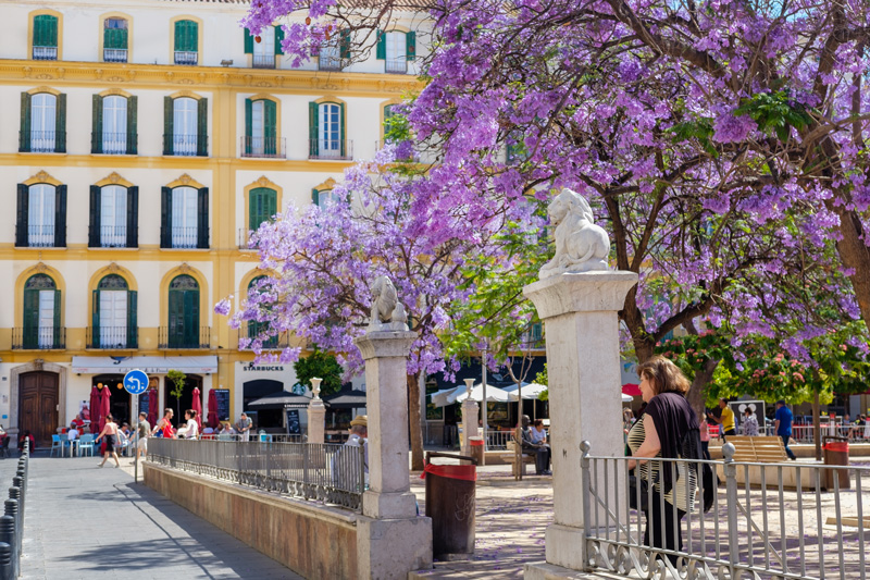 Jacaranda Malaga